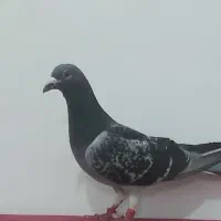 فروش کبوتر پلاکی