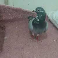 قره سبز