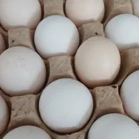 تخم مرغ