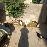 فروش تعدادی باروکه مرغ و خروس