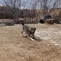 سگ نگهبان و گله