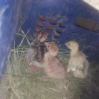 جوجه بوقلمون