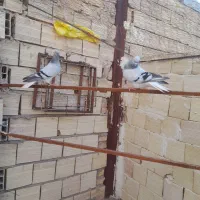 کبوددمسفید