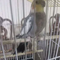 عروس هلندی نر سخنگو