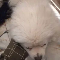 سگ خانگی پایمر