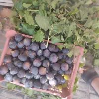 انجیر کیلو 80