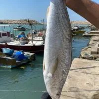 استخدام نیروی اشپزخانه رستوران