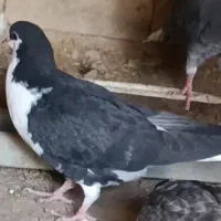 کبوتر ساده