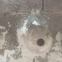 طوطی