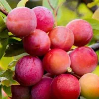 فروش آلو ساری