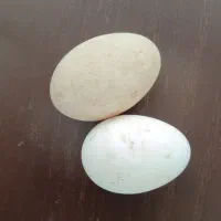 تخم نطفه دار غاز