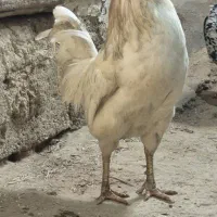 مرغ و خروس گلین