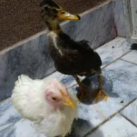 یک عدد اردک و یک عدد خروس