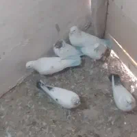 کبوتر
