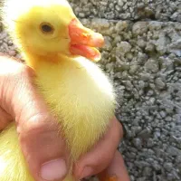 تخم نطفه دار غاز قوغاز اردک مسکوی مرغ مرندی