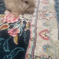 بچه خرگوش