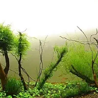 گیاه آکواریومی خزه کریسمس