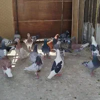 کبوتر پلاکی. المانی