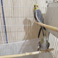 پرنده