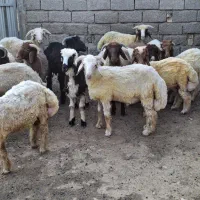 بره نر اماده کشتار