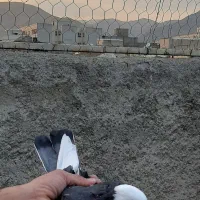 ۵ عدد کبوتر پرشی