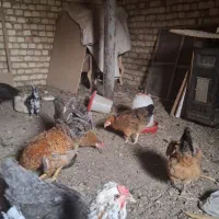 مرغ تخم‌گذار