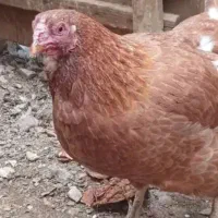 فروش مرغ جوان بومی سنگین وزن