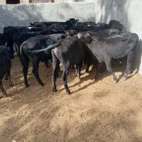 گوساله‌لاغر‌‌سیاه‌مال‌وزن۱۲۷کیلو،قیمت ۱۲۰