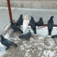 کفتر زاغ چشم سیاه نوک قرمز خوشکل معاوضه با سهره