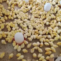 پرنده گوشتی آمل  دونه ۴۹