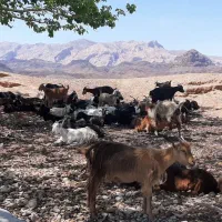 بز جوان
