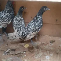 سبرایت جوان فروشی / مینیاتوری / نوچه و جوان