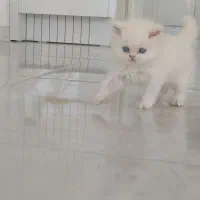 گربه پرشین سفید