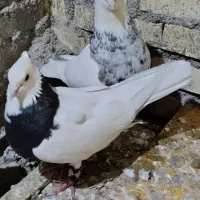 کبوتر جفت طوقی و ماده سیاه