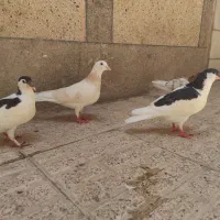 کفتر