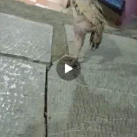 جوجه خروس پاکستانی