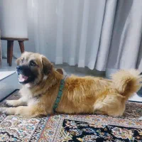 سگ پامر اشپیتز