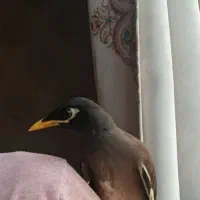 مرغ مینا