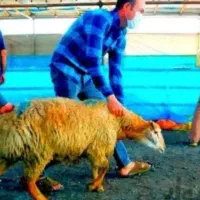 تضمین شده بره نر شیشک ماده گوسفند زنده نصف و نصف