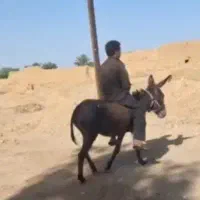 الاغ ماده‌ آبستن سنگین