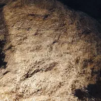 گیاه گزره