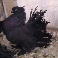 کبوتر دم چتری آمریکایی