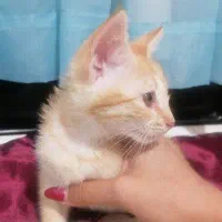 گربه