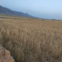۵کتار دیمه درجه یک