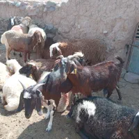 بز جوان شیره دار زاییده
