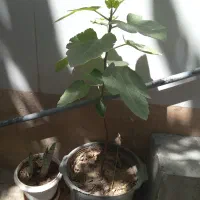درخت انجیر سبز