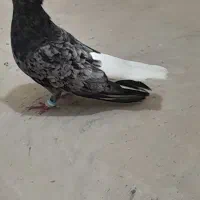 سار دم سفید کبوتر