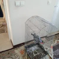 فروش کاسکو سخن گو