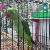 شاه طوطی ماده بالغ درشت و کشیده آماده جفت