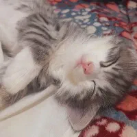 گمشده هر کی پیدا کنه مژدگانیش محفوظه